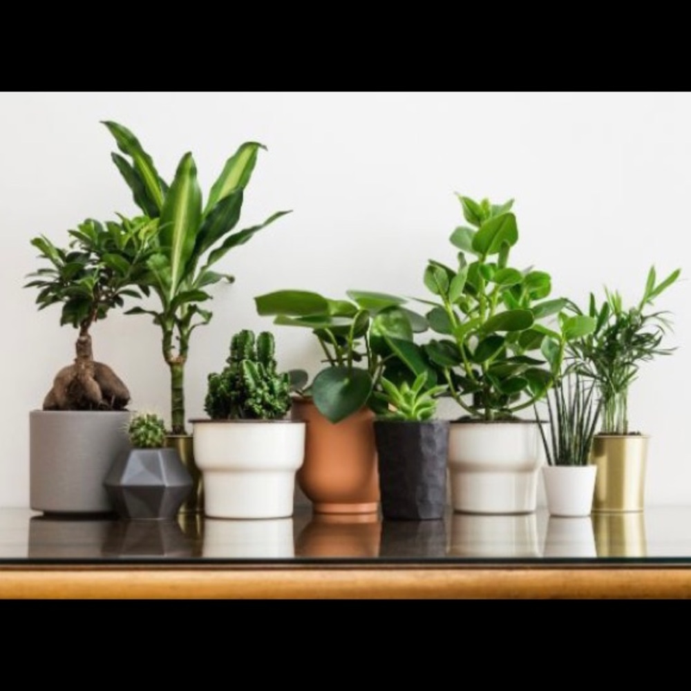 Meet your Posher, Sofia